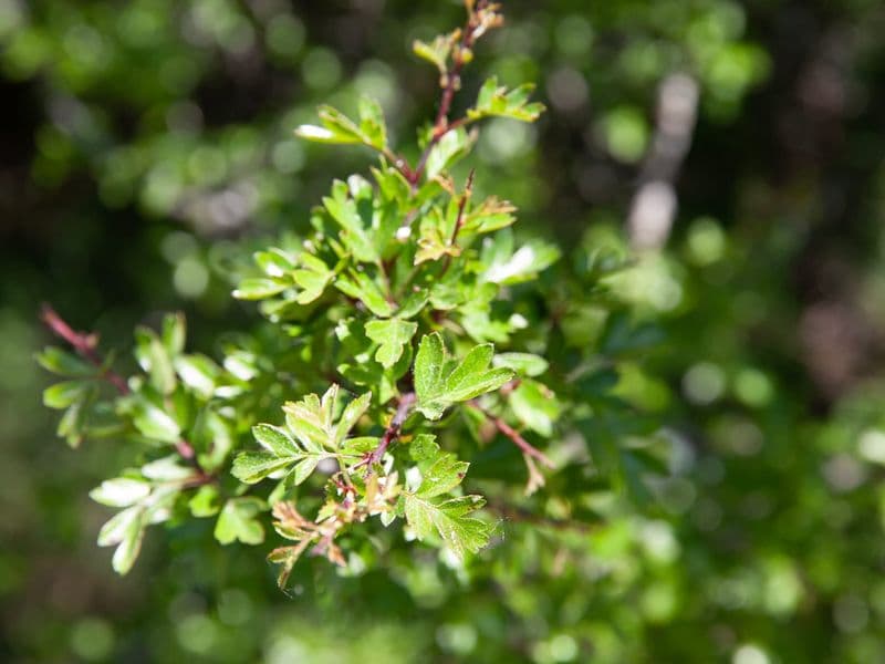 Crataegus Gallery 06