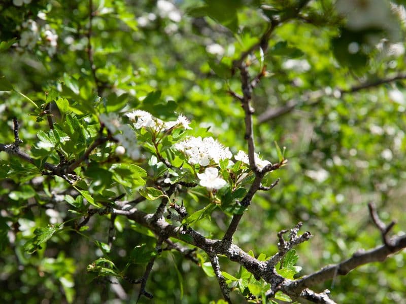 Crataegus Gallery 07