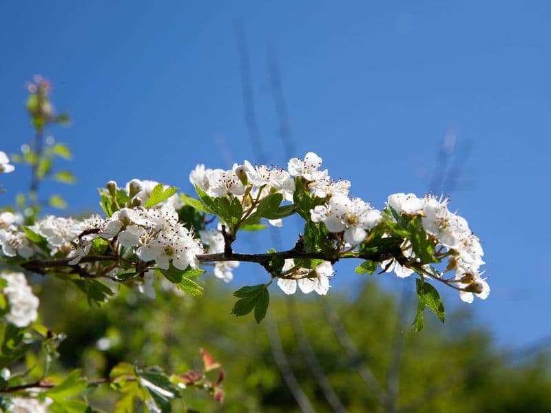 Crataegus Gallery 08