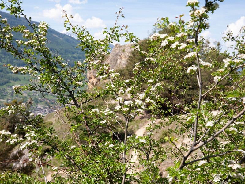 Crataegus Gallery 09