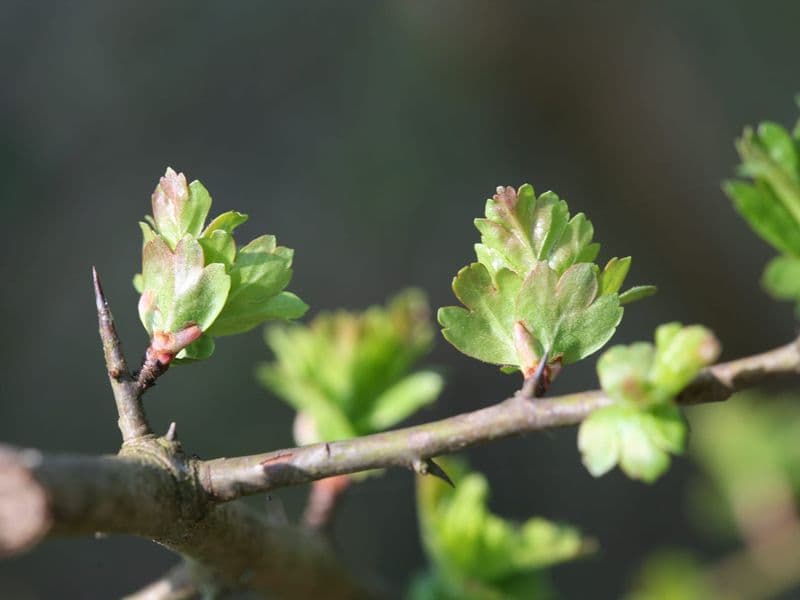 Crataegus Gallery 10