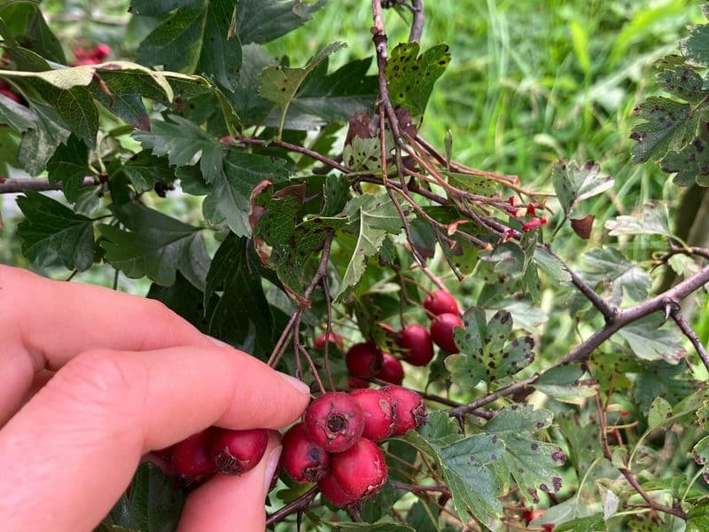 Crataegus Gallery 11