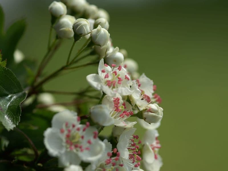 Crataegus Gallery 12