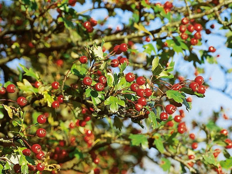 Crataegus Hero