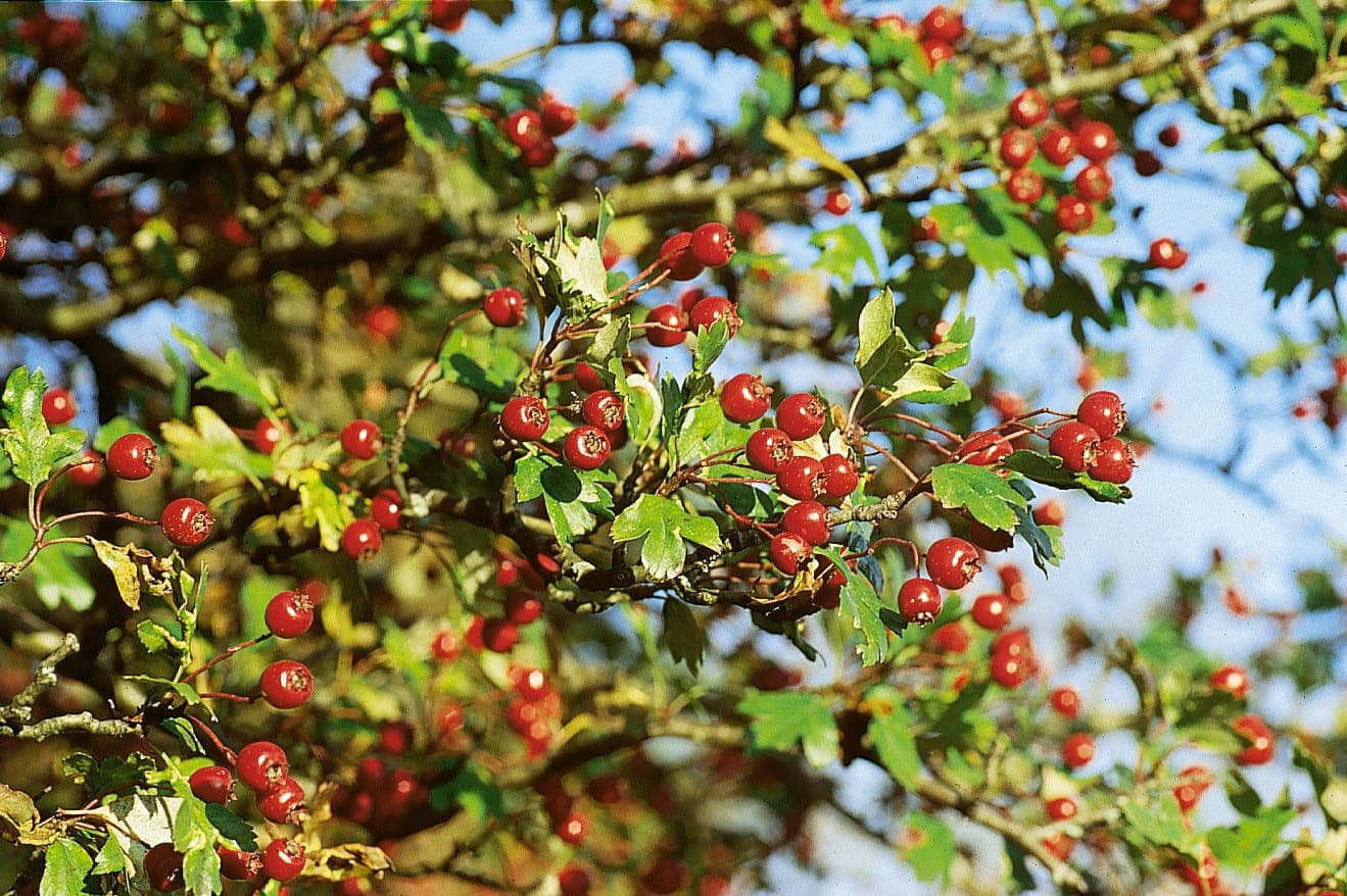 Crataegus Hero