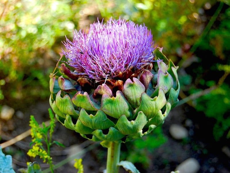 Cynara Gallery 02