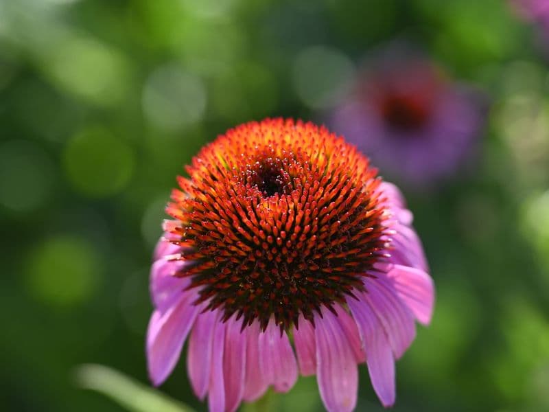Echinacea Gallery 02