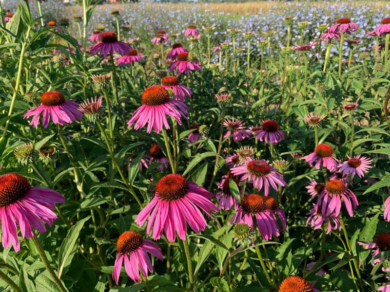Echinacea Gallery 03