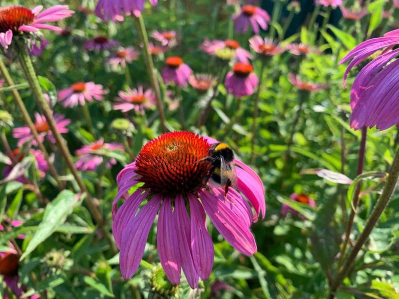 Echinacea Gallery 04