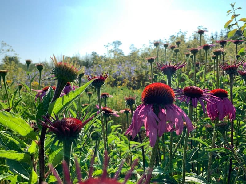 Echinacea Gallery 05