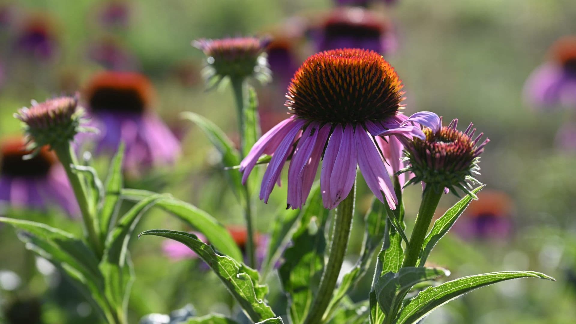 Echinacea Hero
