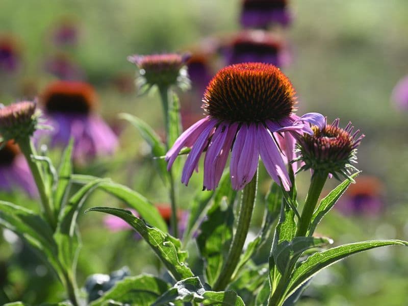 Echinacea Hero