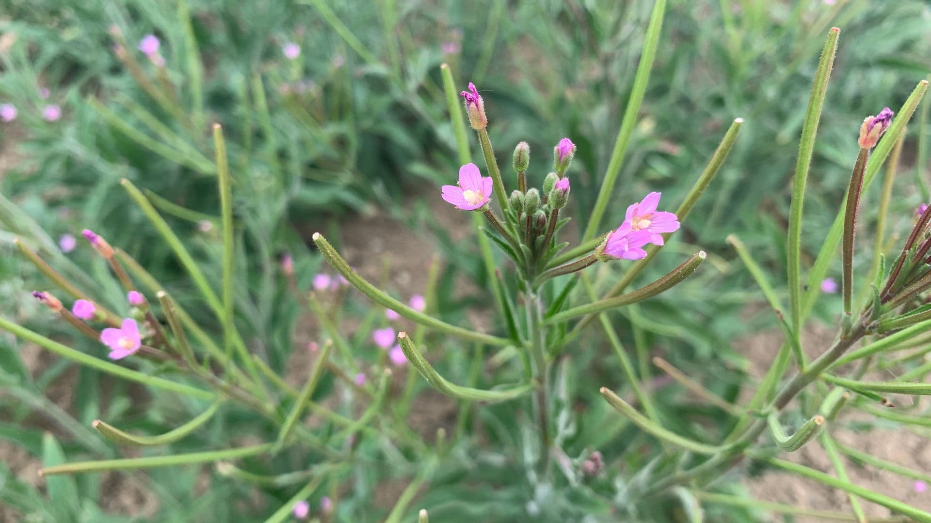 Epilobium 2019 MP IMG 4617 Hero