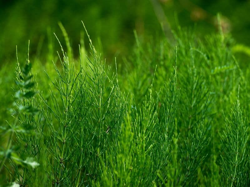 Equisetum Gallery 01