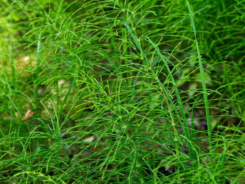 Equisetum Gallery 02