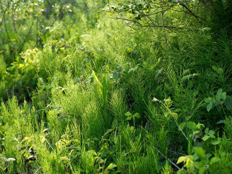 Equisetum Gallery 03