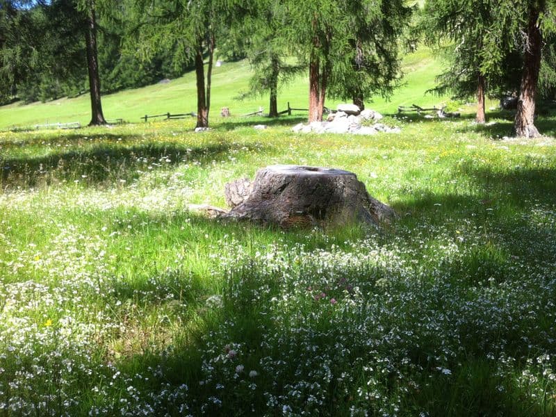 Euphrasia Gallery 01