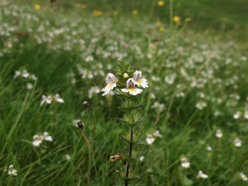 Euphrasia Gallery 02