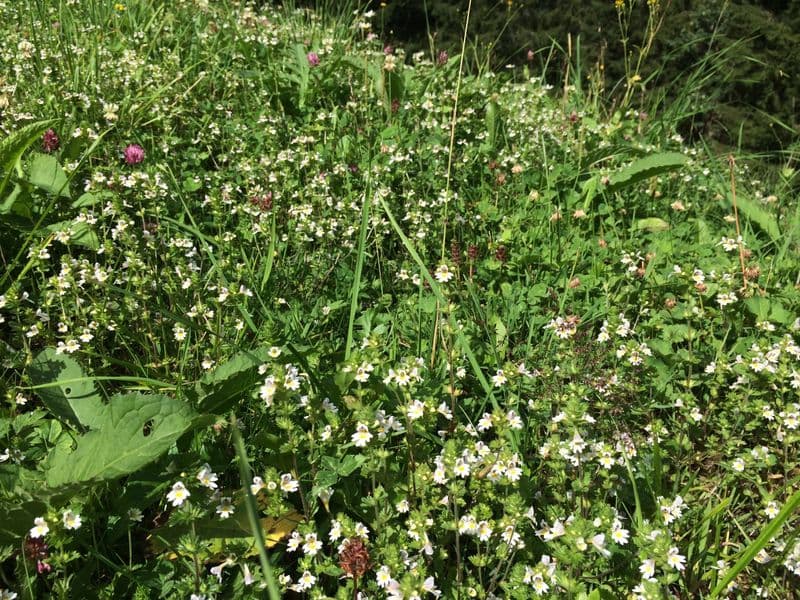 Euphrasia Gallery 03