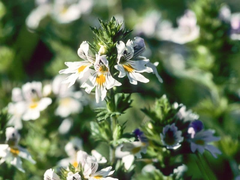 Euphrasia Hero
