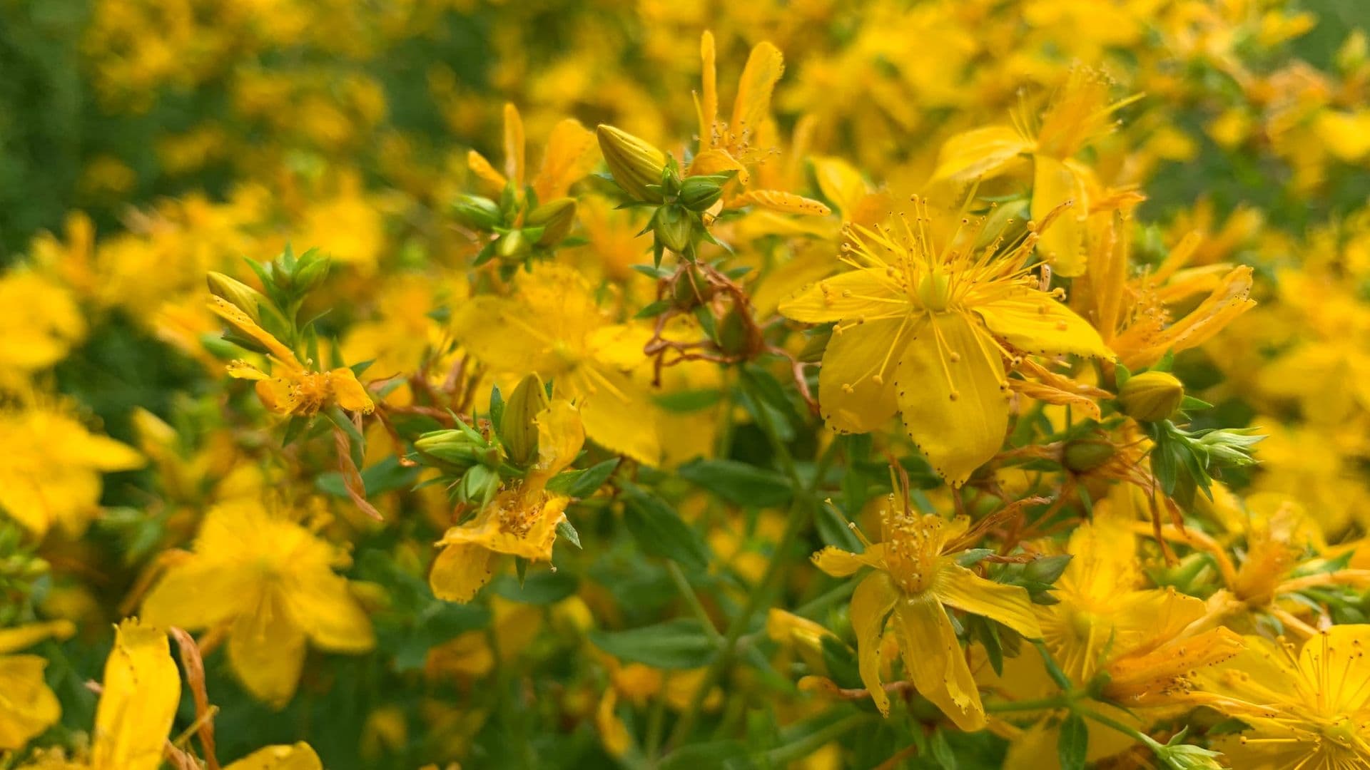 Hypericum perforatum (Johanniskraut) Bluete