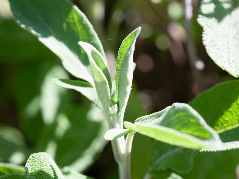 Salvia officinalis — Arzneipflanze des Jahres 2023