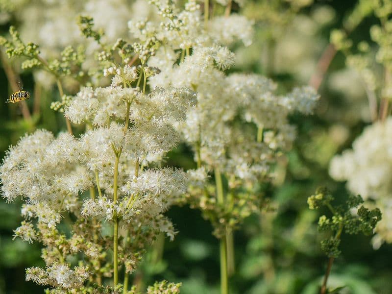 Filipendula Gallery 01