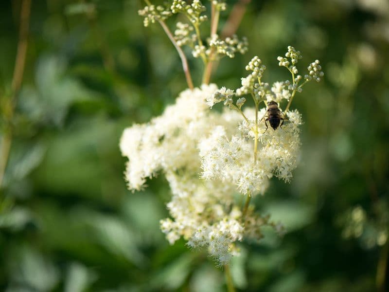 Filipendula Gallery 02