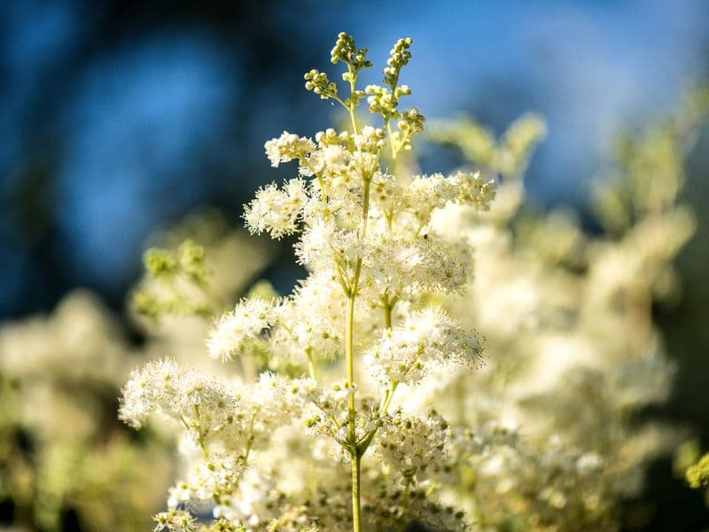 Filipendula Gallery 04