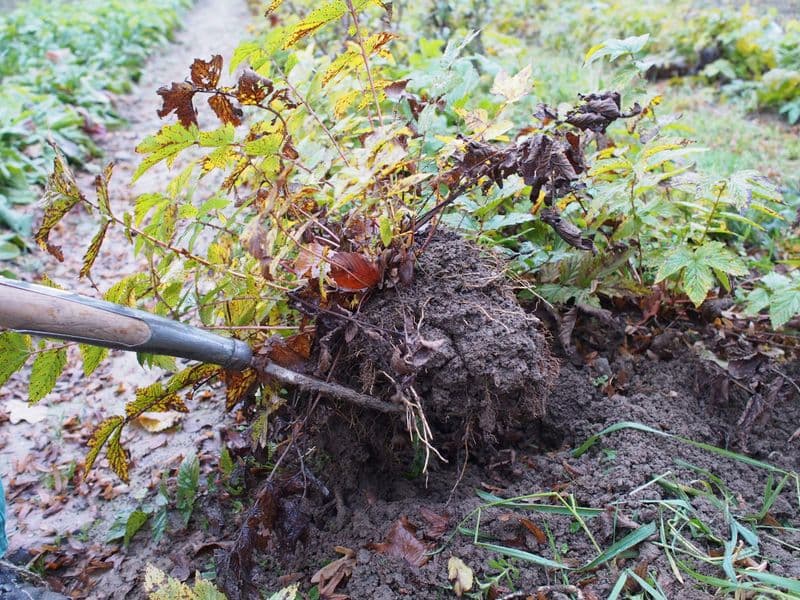 Filipendula Hero