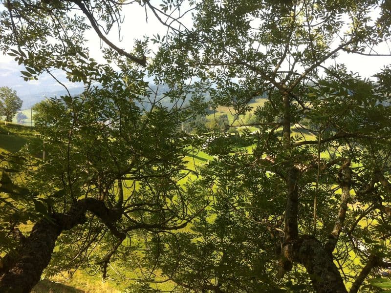 Fraxinus Hero