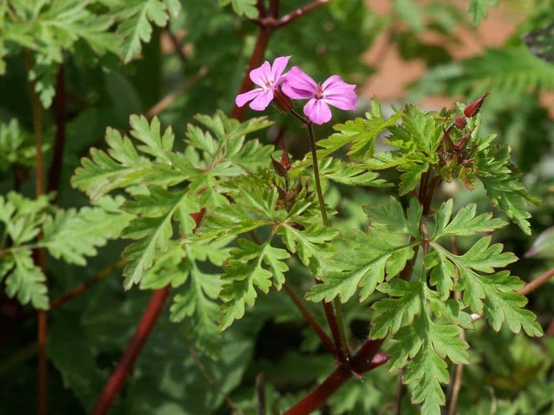 Geranium Gallery 01