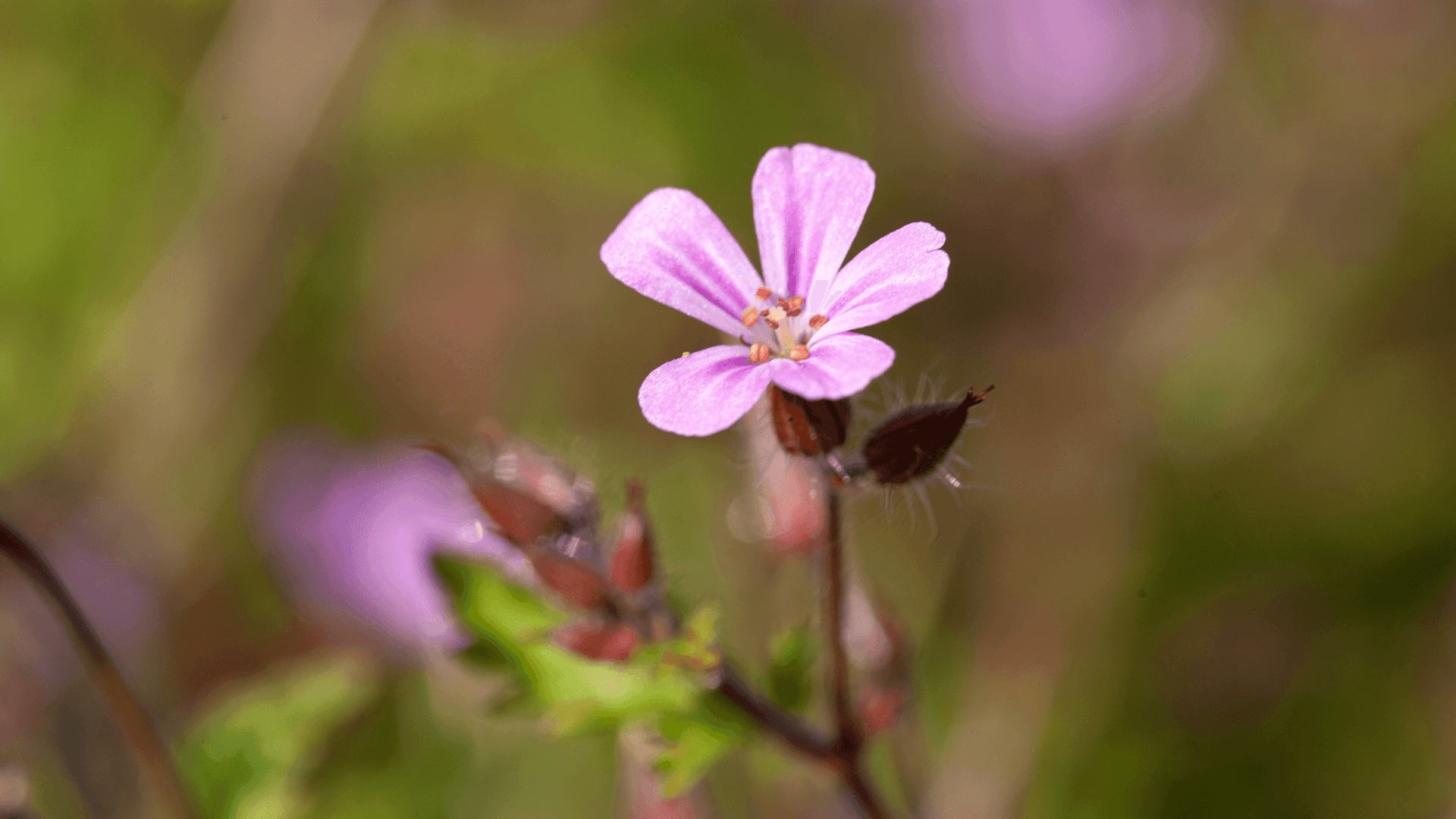Geranium Hero