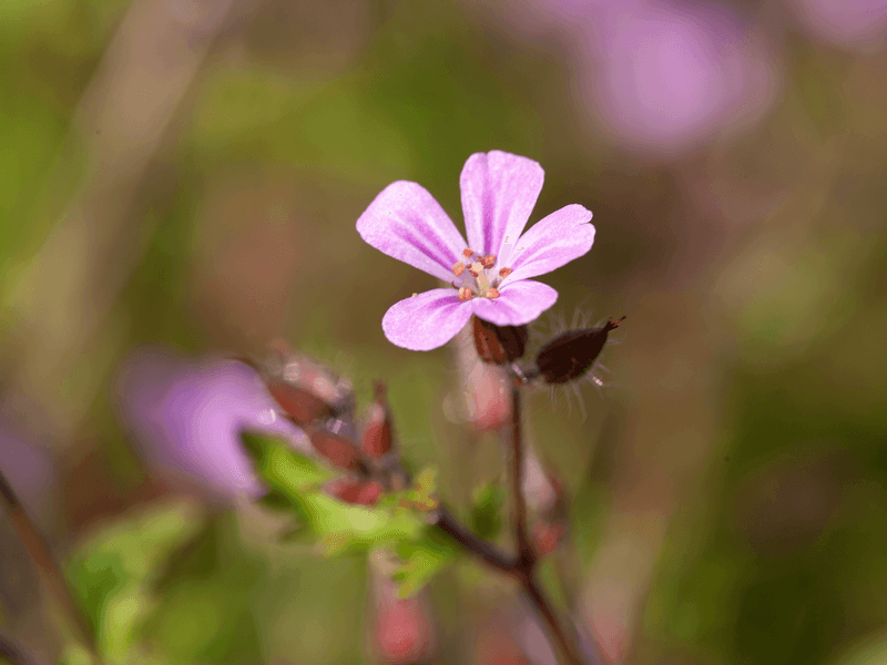 Geranium Hero