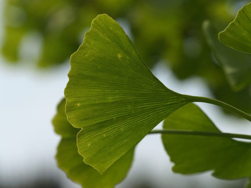 Ginkgo Gallery 02