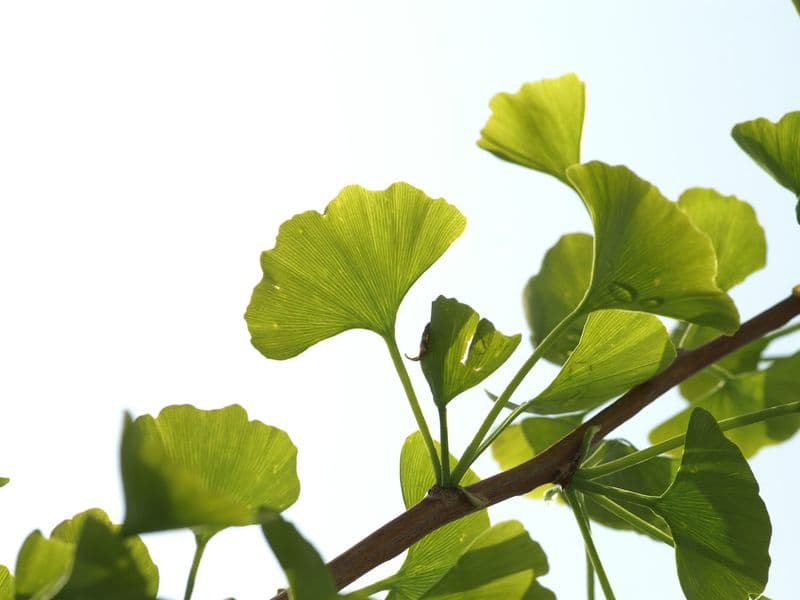 Ginkgo Gallery 03