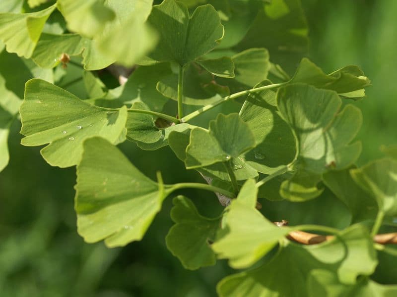 Ginkgo Gallery 05