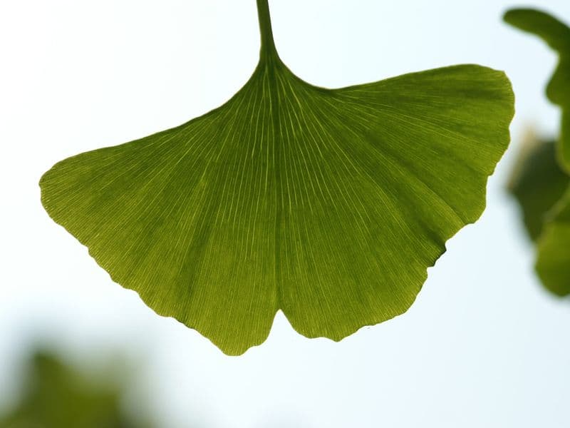Ginkgo Gallery 06