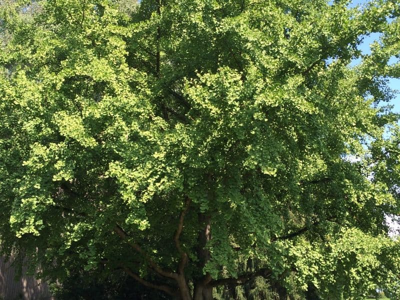 Ginkgo Gallery 07