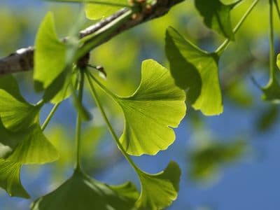 Ginkgo