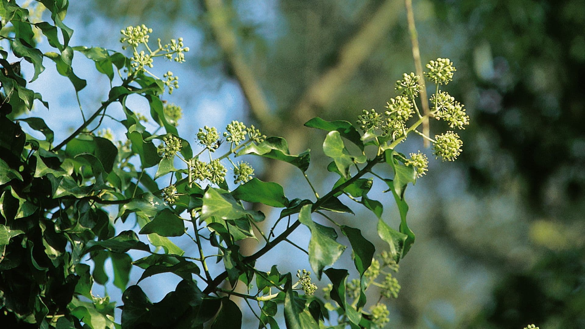 Hedera Hero