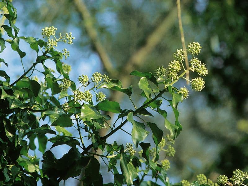 Hedera Hero