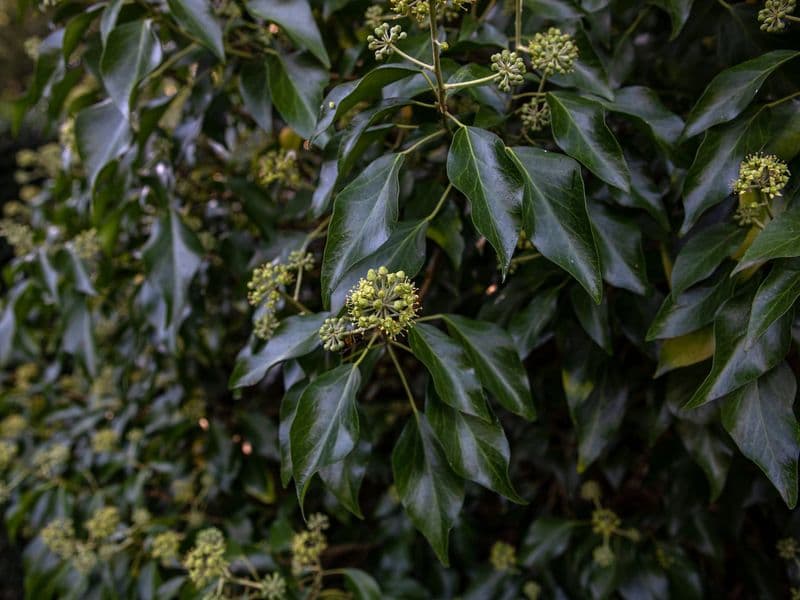 Hedera Gallery 02