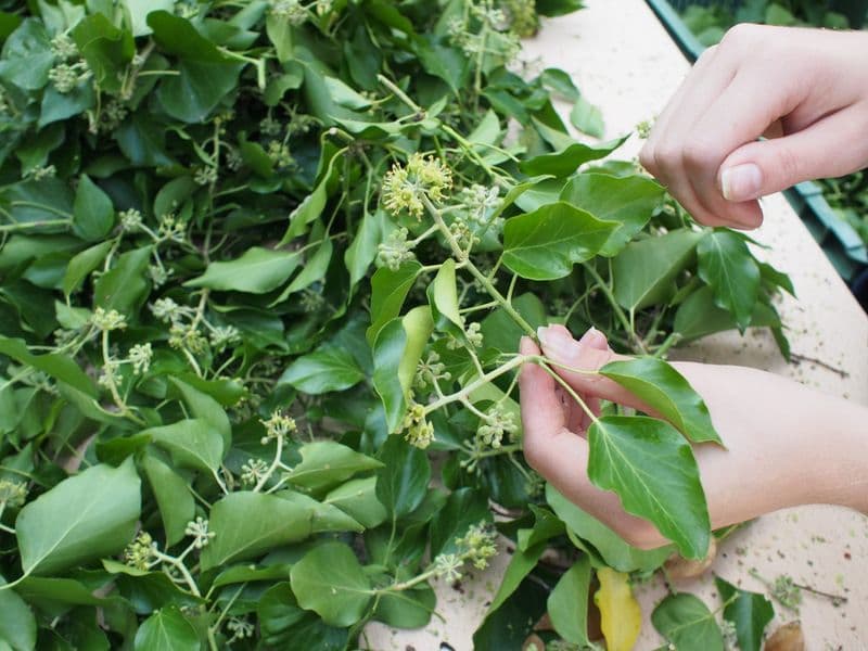 Hedera Gallery 03
