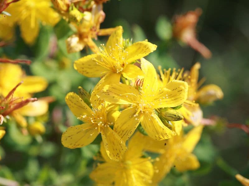 Hypericum Gallery 01