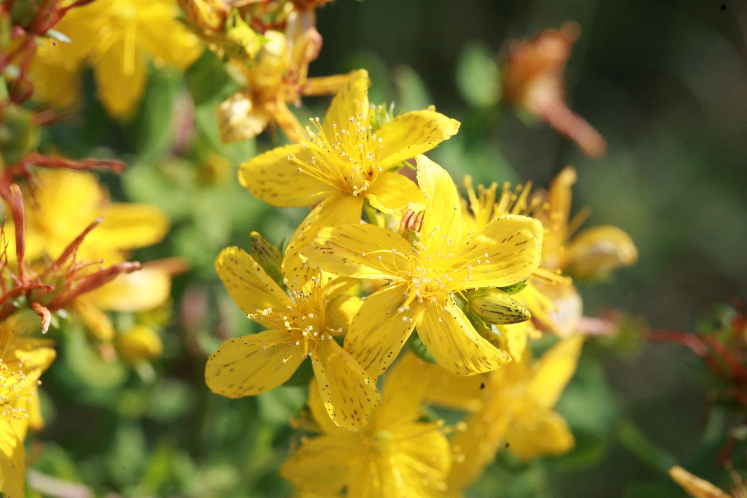 Hypericum perforatum – a profusion of yellow flowers