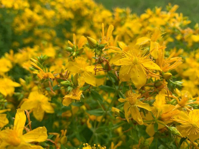 Hypericum Gallery 02