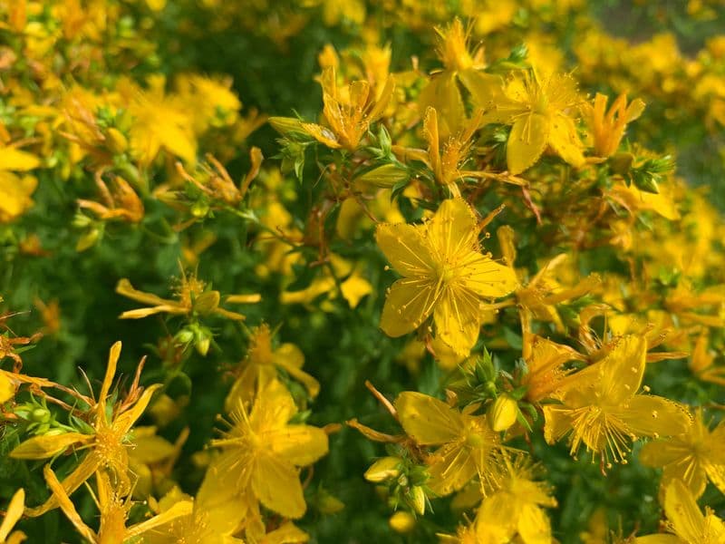Hypericum Gallery 03