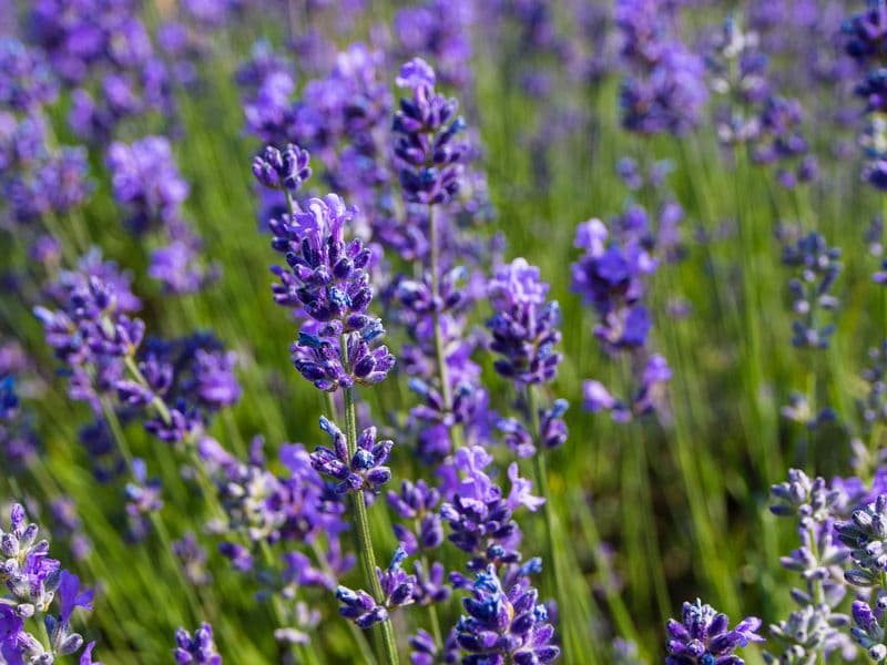 Lavendel