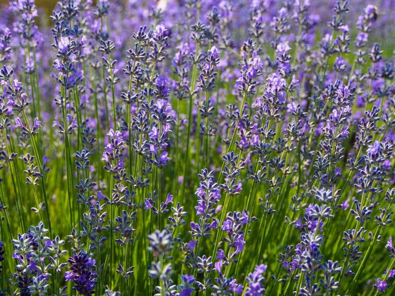 Lavandula Gallery 05